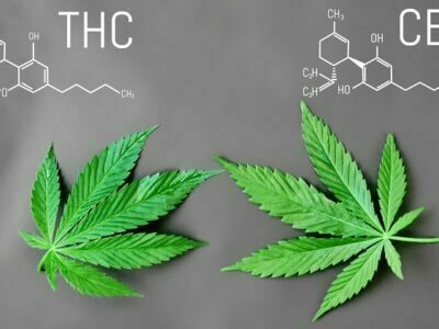 Major-Differences-Between-CBD-and-THC