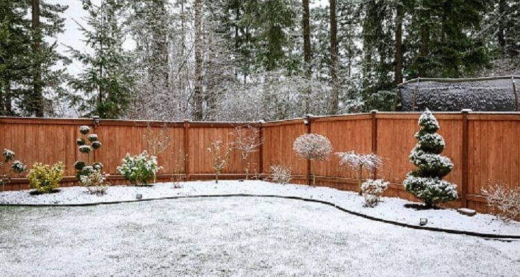 Winter Lawncare Yard Pristine