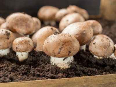 Growing Mushrooms