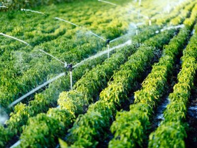 Irrigation System In Crop Fields