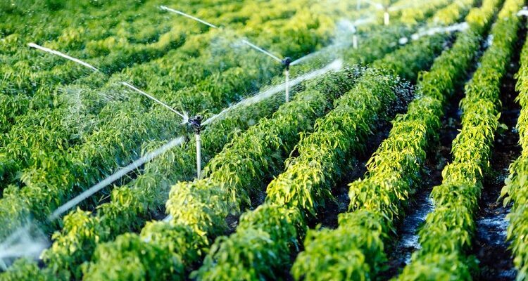 Irrigation System In Crop Fields