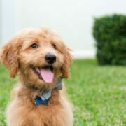 6 Crucial Tips For Training Your Goldendoodle Puppy Goldendoodle Puppy