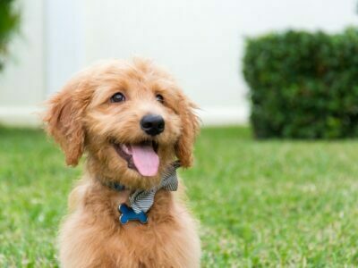 Goldendoodle Puppy