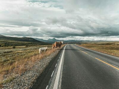 Livestock